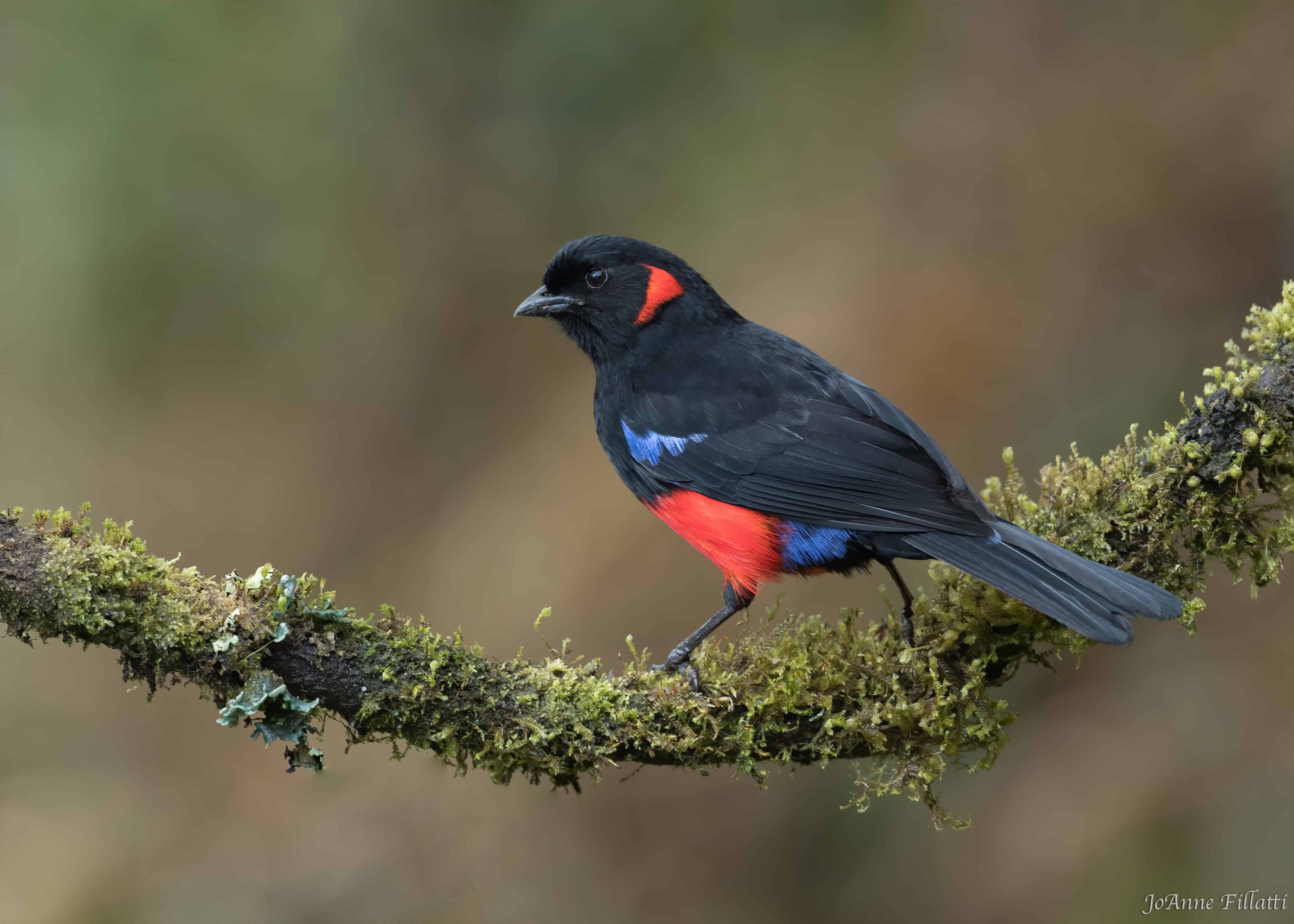 A scarlet bellied mountain tanager perched on a mossy branch